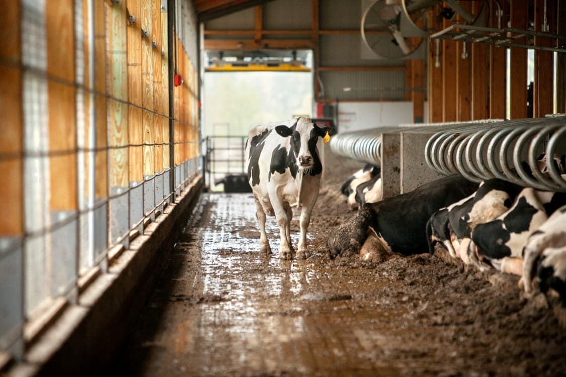 Safeguarding Agriculture: The Importance of Farm Biosecurity